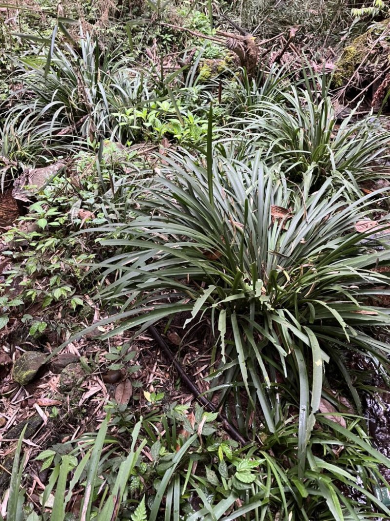 红杆大叶石菖蒲苗