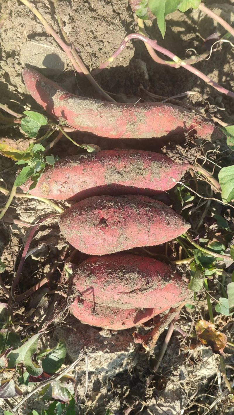 供应潮汕西瓜红，新上市现挖现卖，量大从优产地直发保质保量