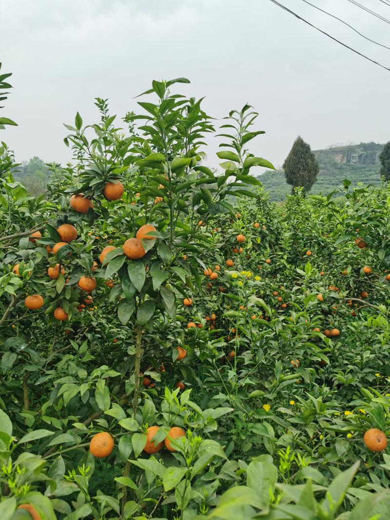 高山沃柑