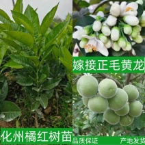 化州橘红果苗正毛密毛品种柚子苗中药材水果树苗木种植基地