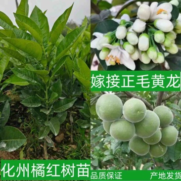 化州橘红苗品种柚子苗中药材水果树苗木种植基地带土带叶