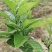 化州橘红苗品种柚子苗中药材水果树苗木种植基地带土带叶