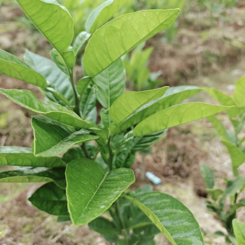 化州橘红苗品种柚子苗中药材水果树苗木种植基地带土带叶