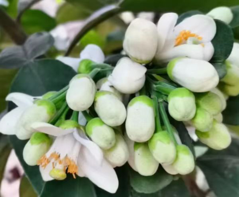 化州橘红苗品种柚子苗中药材水果树苗木种植基地带土带叶