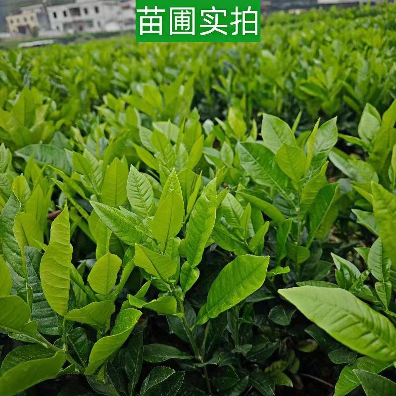 化州橘红苗品种柚子苗中药材水果树苗木种植基地带土带叶