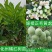 化州橘红苗品种柚子苗中药材水果树苗木种植基地带土带叶