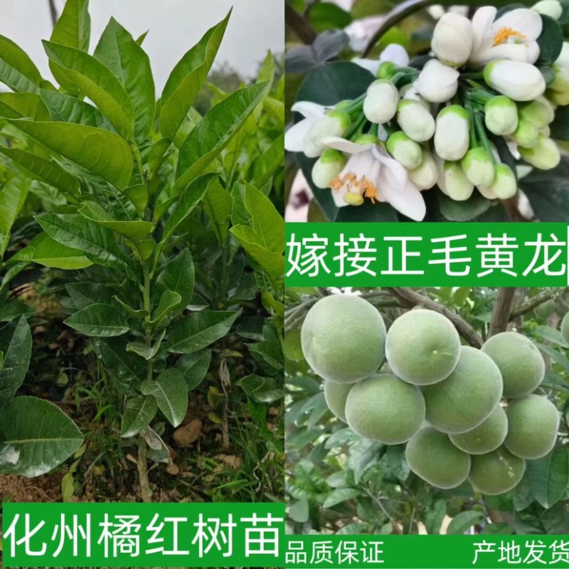 化州橘红苗品种柚子苗中药材水果树苗木种植基地带土带叶