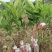 化州橘红苗品种柚子苗中药材水果树苗木种植基地带土带叶