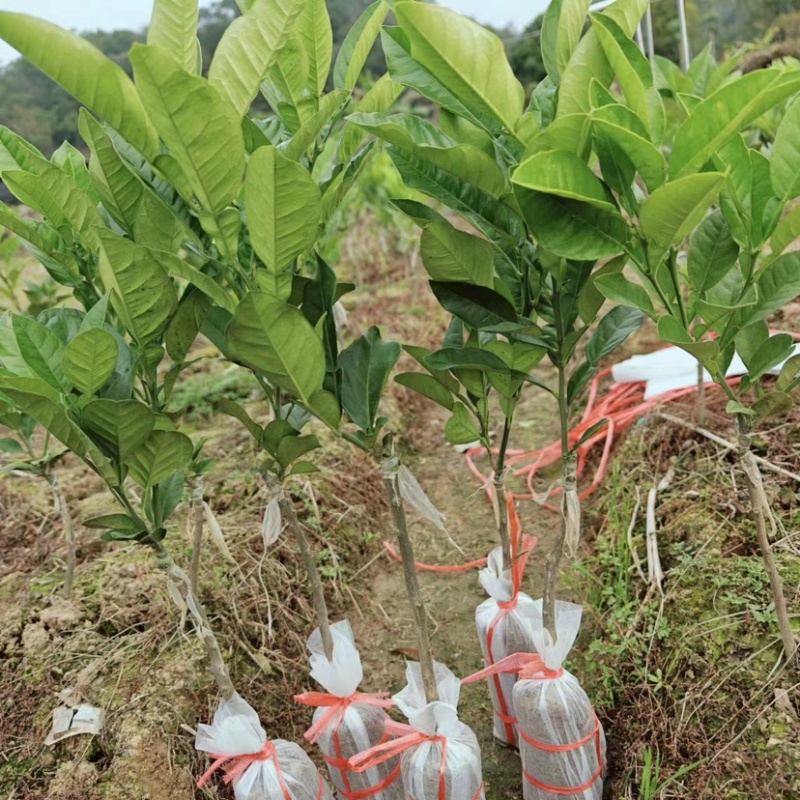 化州橘红苗品种柚子苗中药材水果树苗木种植基地带土带叶