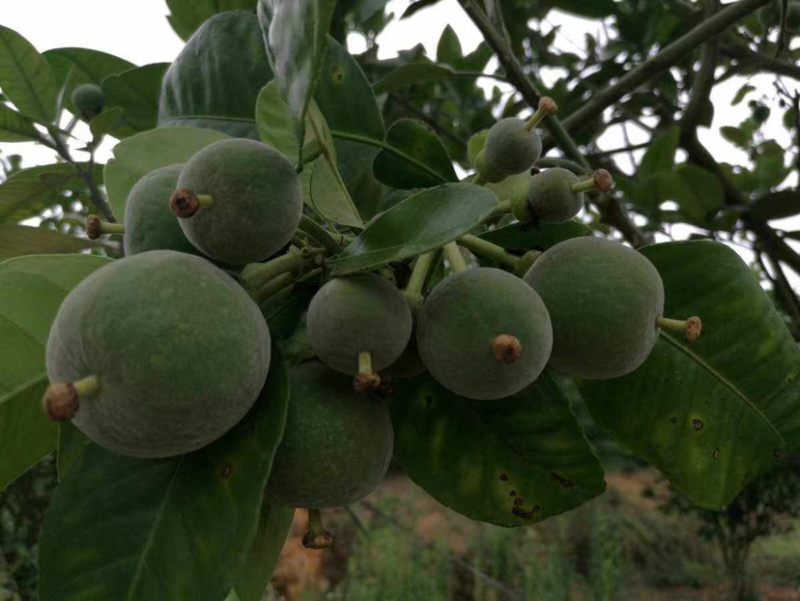 化州橘红苗品种柚子苗中药材水果树苗木种植基地带土带叶