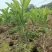 化州橘红苗品种柚子苗中药材水果树苗木种植基地带土带叶