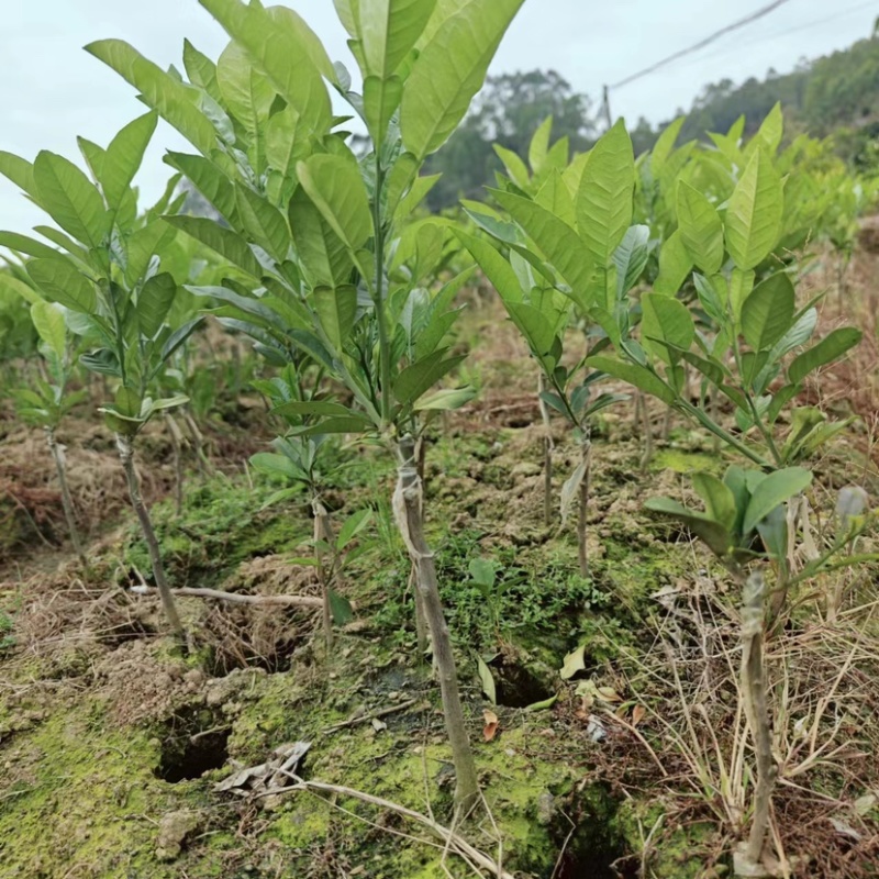 化州橘红苗品种柚子苗中药材水果树苗木种植基地带土带叶
