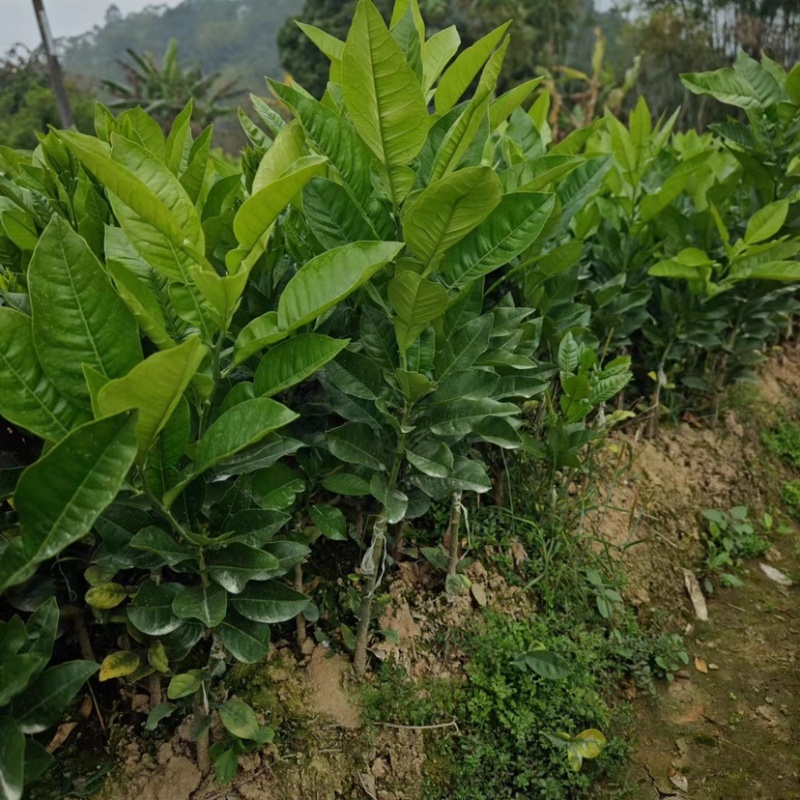 化州橘红苗品种柚子苗中药材水果树苗木种植基地带土带叶