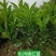 化州橘红苗品种柚子苗中药材水果树苗木种植基地带土带叶