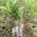 化州橘红苗品种柚子苗中药材水果树苗木种植基地带土带叶