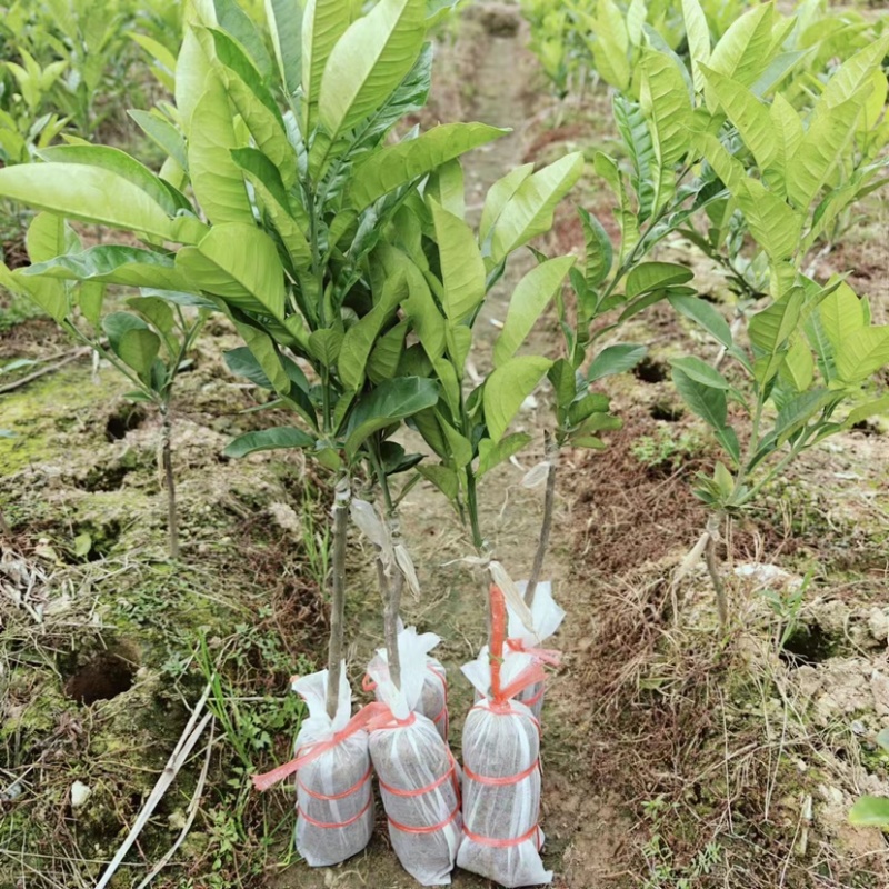 化州橘红苗品种柚子苗中药材水果树苗木种植基地带土带叶