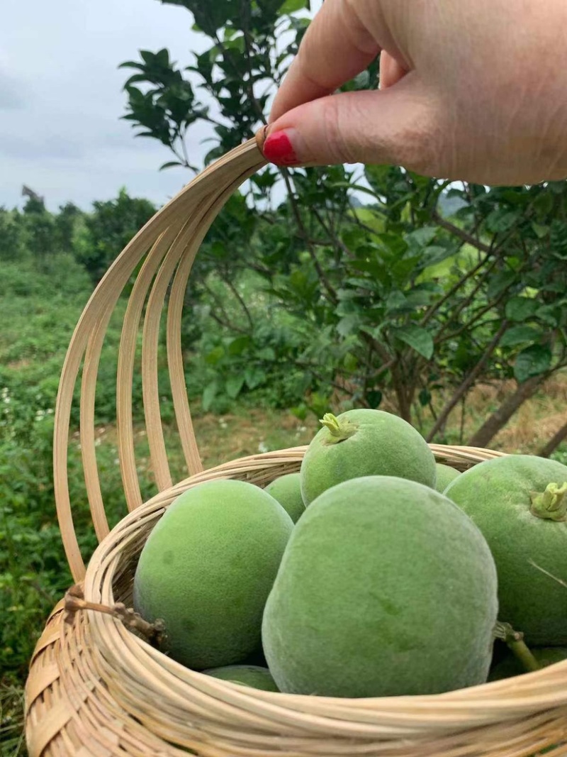 化州橘红苗品种柚子苗中药材水果树苗木种植基地带土带叶