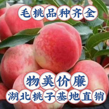 毛桃突围春雪，春蜜，水蜜桃，小红桃产地直销整车发货坏果赔
