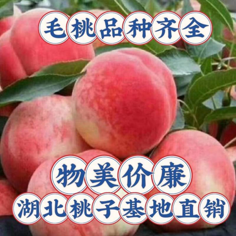 毛桃突围春雪，春蜜，水蜜桃，小红桃产地直销整车发货坏果赔