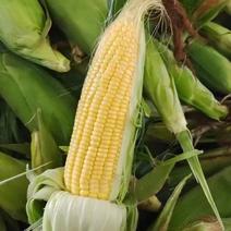 精品水果玉米大量上市品质保证量大从优一手货源
