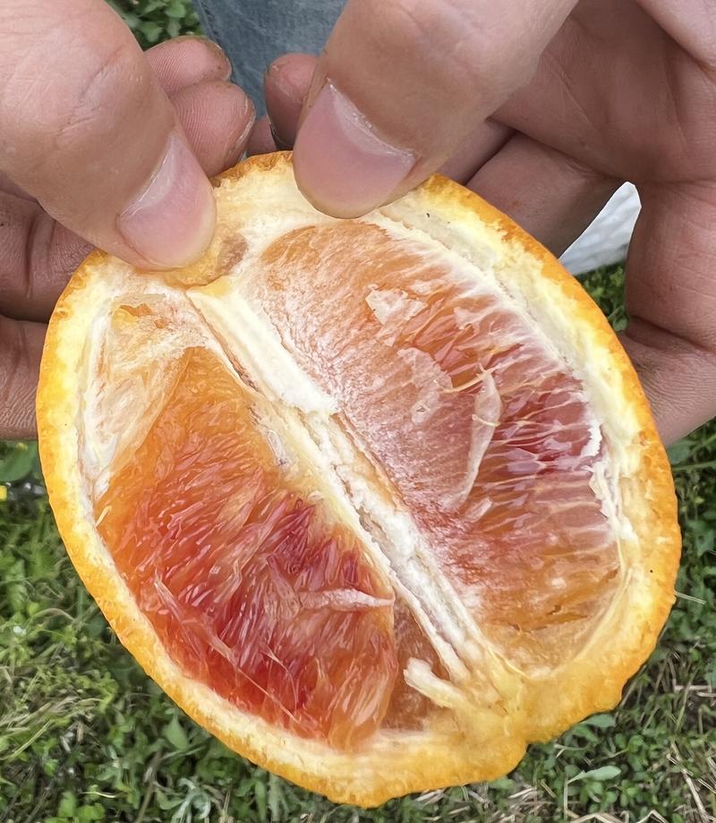 晚熟血橙现采现发，口感纯甜，个头大，水分足，不软手！