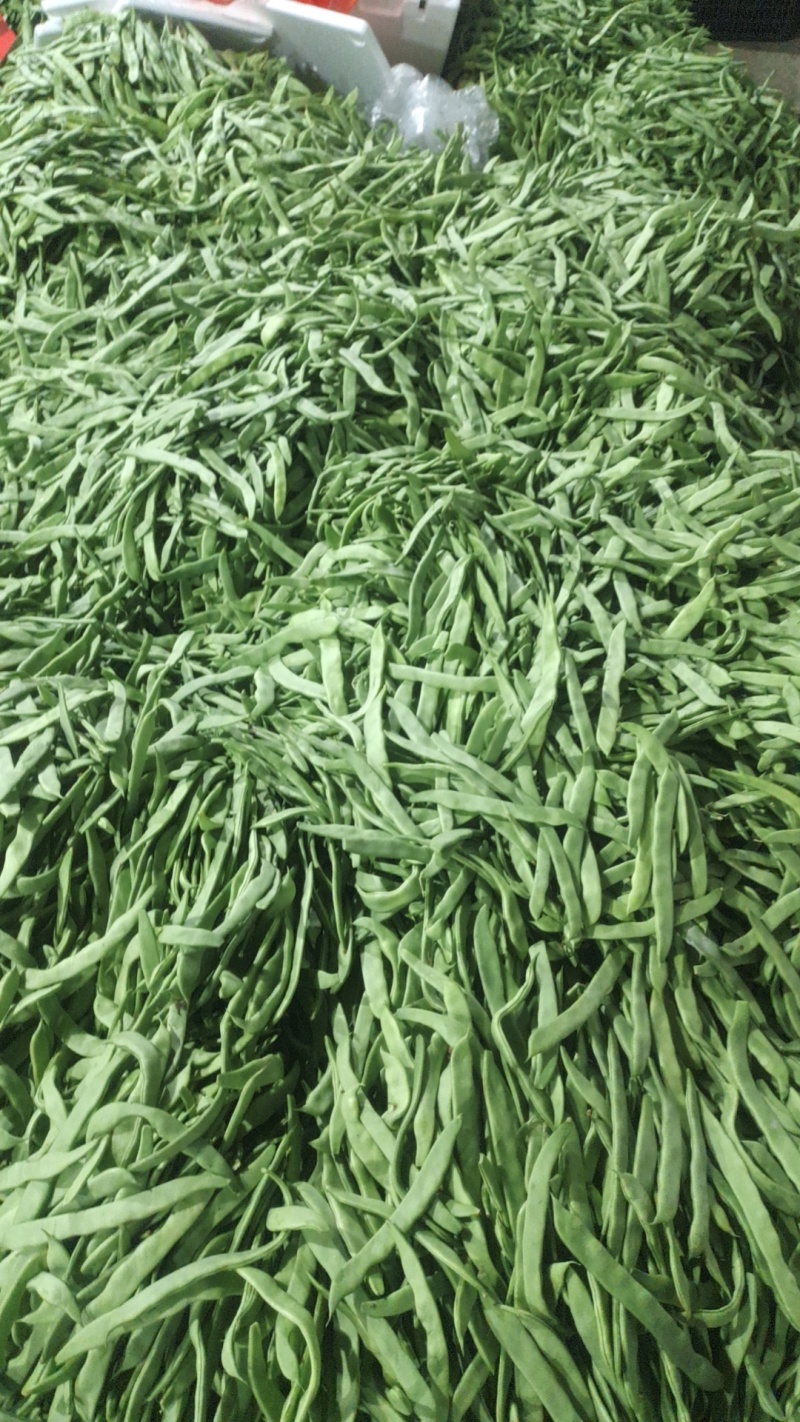 大扁豆大量上市产地一手货源，冻库2000吨储存量
