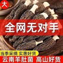 羊肚菌干货批发羊肚菇干货支持代发欢迎咨询下单