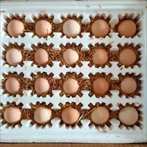 新杨黑养殖场土鸡蛋常年大量供应