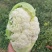 河南菜花，松花菜，规模种植。视频看货，线上保障交易。