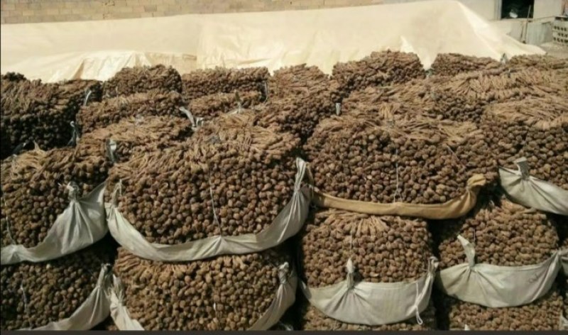 甘肃精品党归，大量有货，需要的老板提前联系