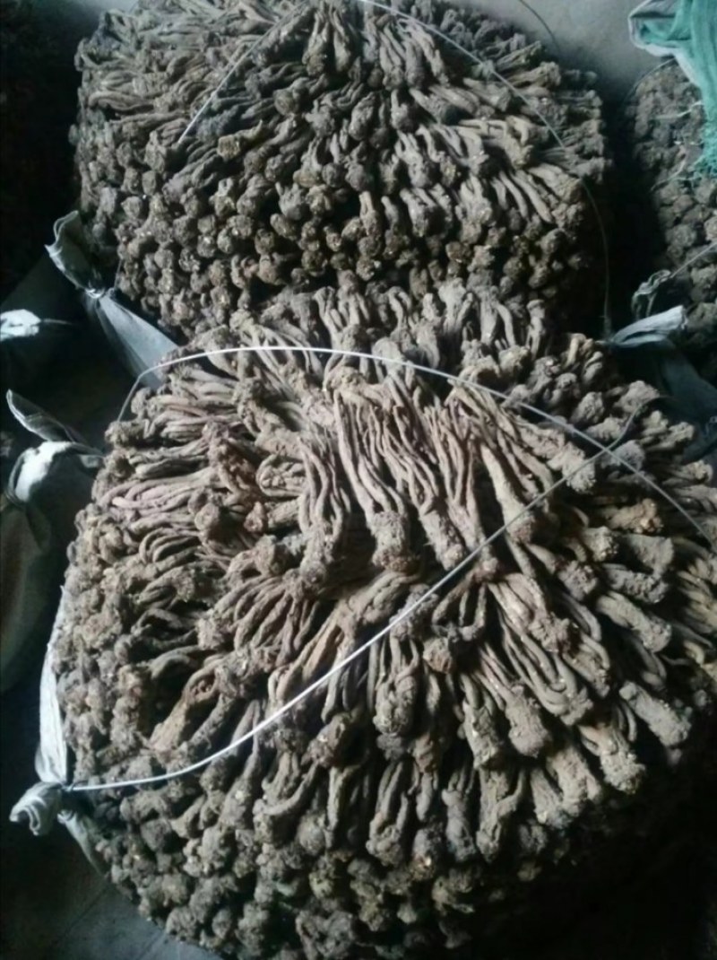 甘肃精品党归，大量有货，需要的老板提前联系