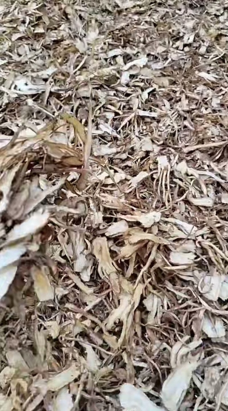 甘肃精品党归，大量有货，需要的老板提前联系