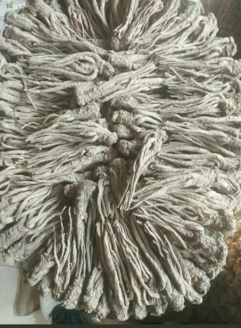甘肃精品党归，大量有货，需要的老板提前联系