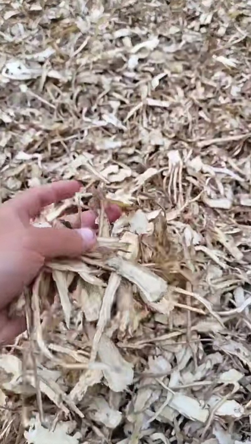 甘肃精品党归，大量有货，需要的老板提前联系