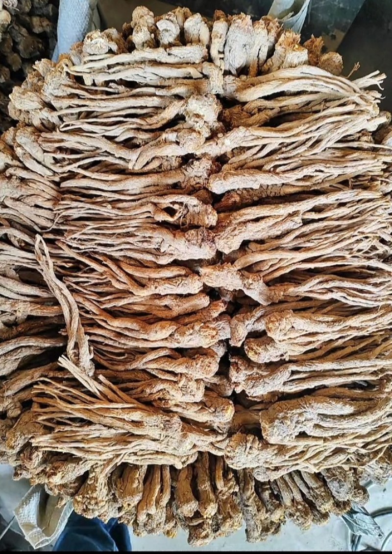 甘肃精品党归，大量有货，需要的老板提前联系
