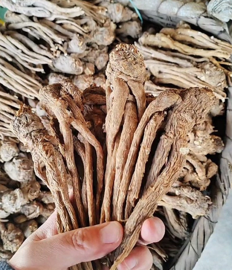 甘肃精品党归，大量有货，需要的老板提前联系