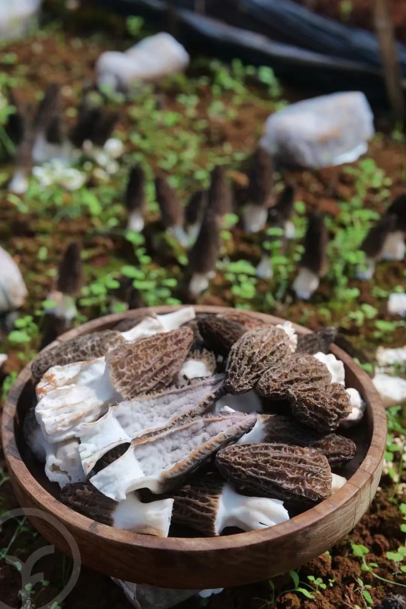 羊肚菌基地
