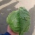 河南甘蓝，圆包菜，规模种植，价格低，视频看货，线上交易。