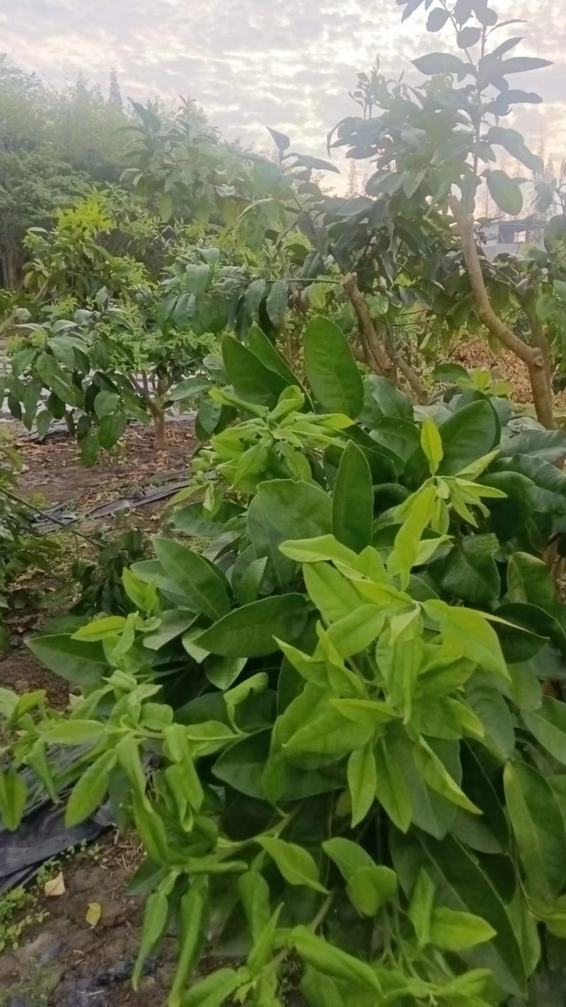 精品柚子树规格齐全货源充足量大从优质量保证欢迎咨询