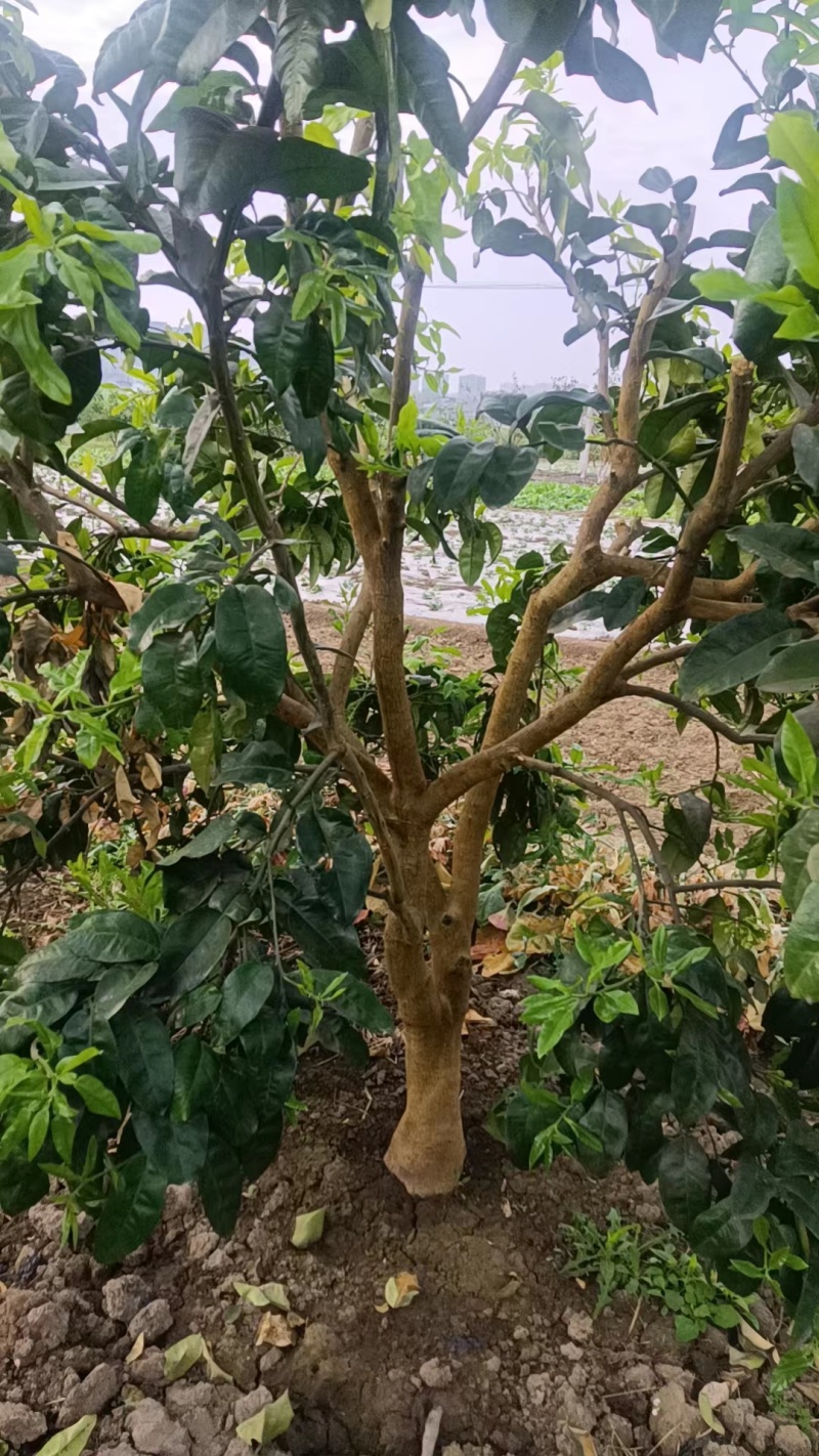 精品柚子树规格齐全货源充足量大从优质量保证欢迎咨询