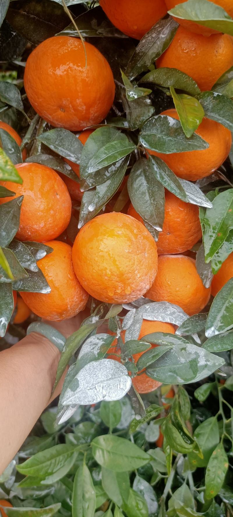 广西南宁武鸣沃柑价格优惠，产地直发