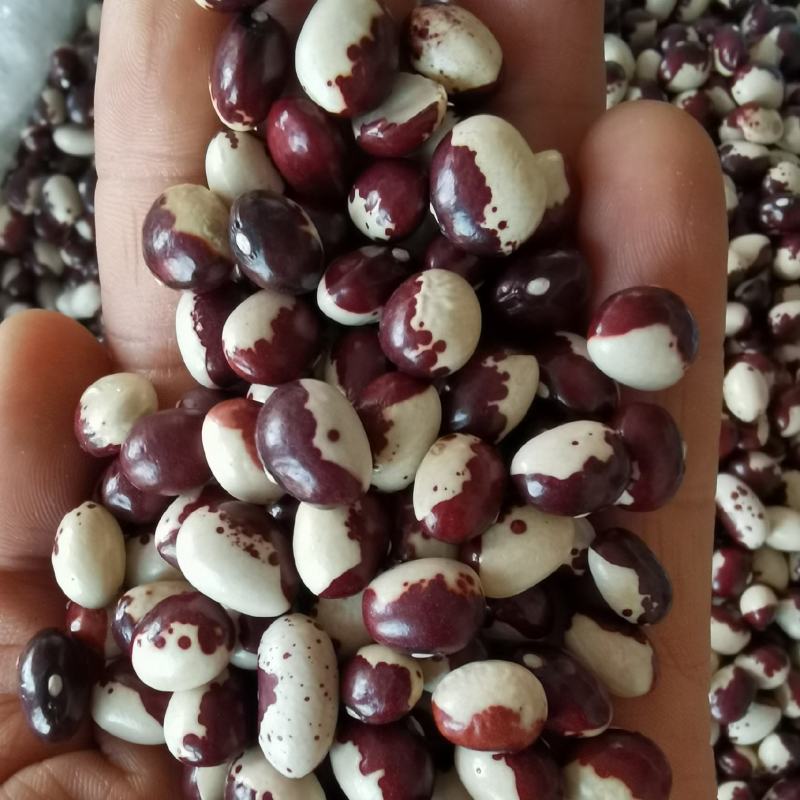 熊猫豆批发大颗粒云南花芸豆新货五谷杂粮云豆