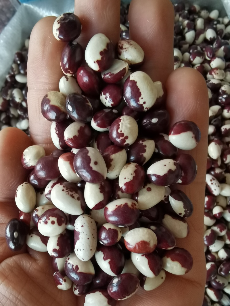 熊猫豆批发大颗粒云南花芸豆新货五谷杂粮云豆