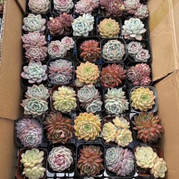 高质量多肉植物拼箱