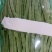 豆角扁豆角