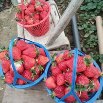天仙醉草莓苗，妙香三号草莓苗，贵妃草莓苗，久香草莓苗，现