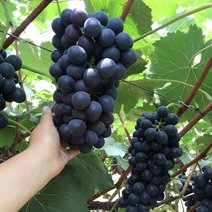 夏黑葡萄精品夏黑葡萄，浙江台州夏黑葡萄，产地全国