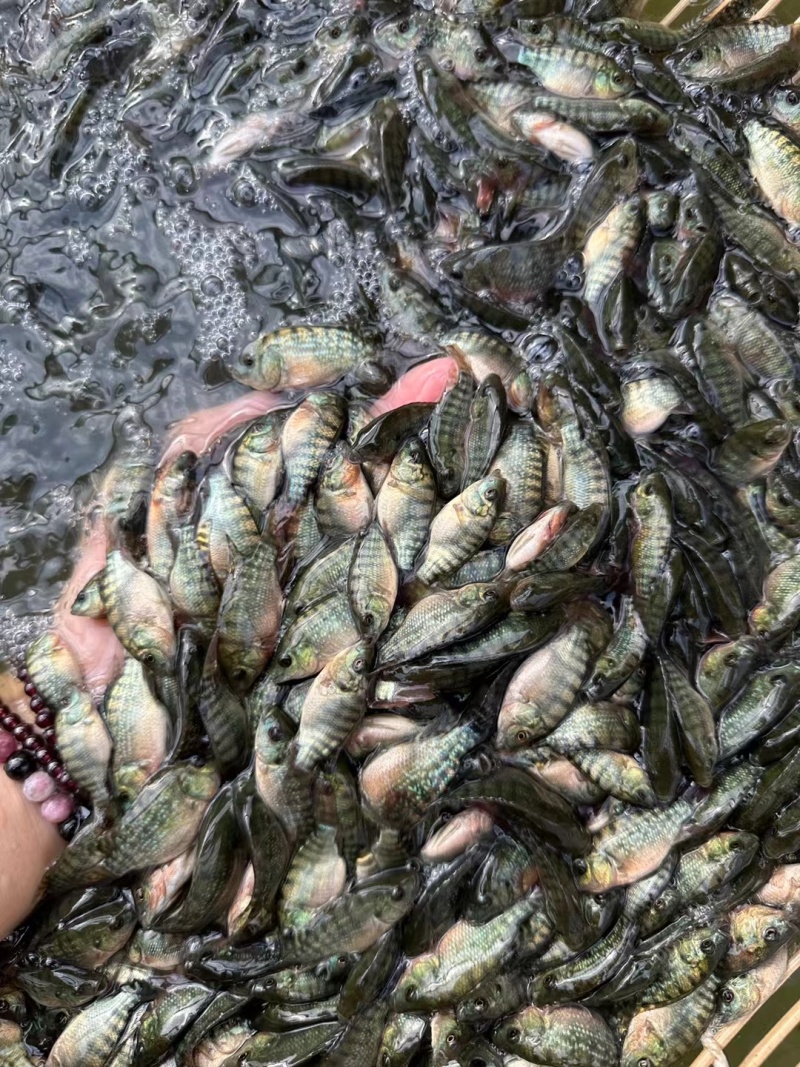 罗非鱼苗，杂交青宝路