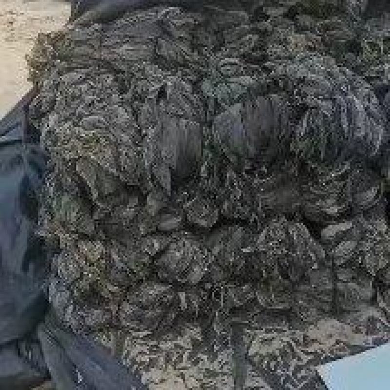 2025年无沙干海带全挂菜