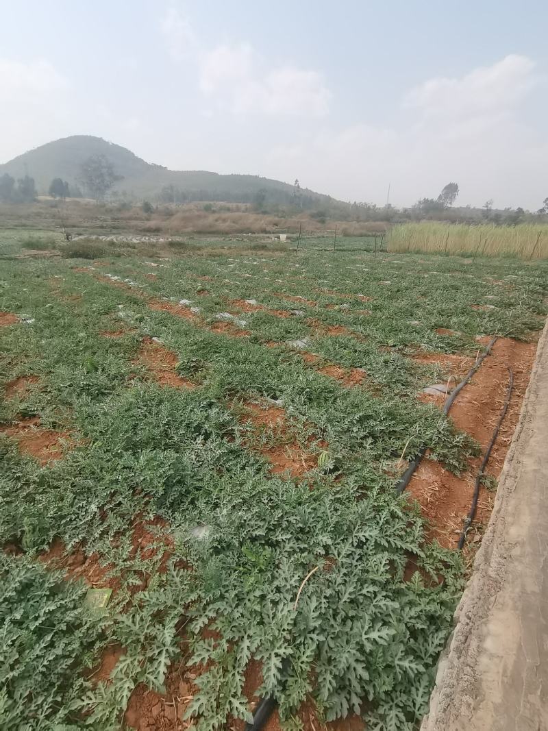 云南建水西瓜甜王，